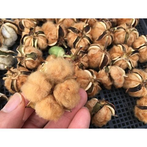 無農薬栽培 綿の種 赤綿 ３０粒 栽培説明書付き Npz3m24x53 メデタシ種苗ヤフー店 通販 Yahoo ショッピング