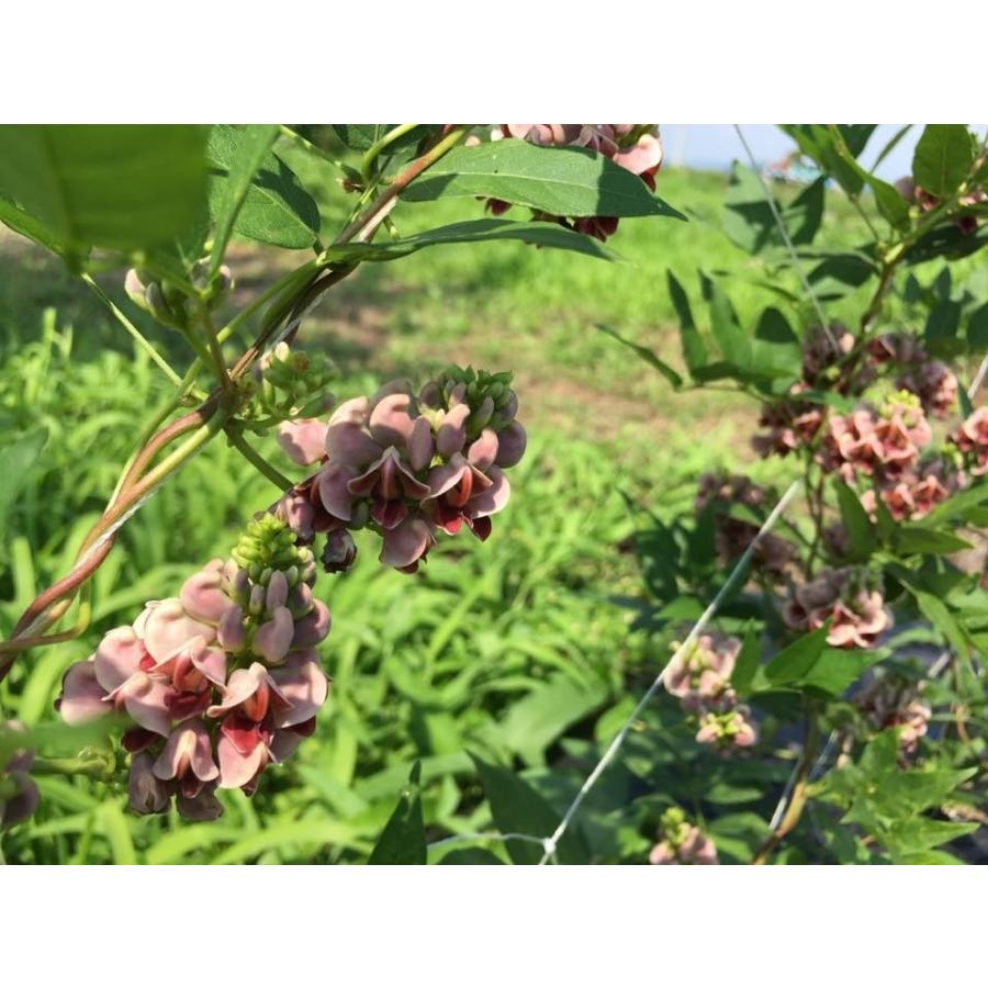 ほど芋（アピオス）の種芋（２０個）栽培期間中農薬化学肥料不使用・栽培説明書付き｜itomedetashi｜02