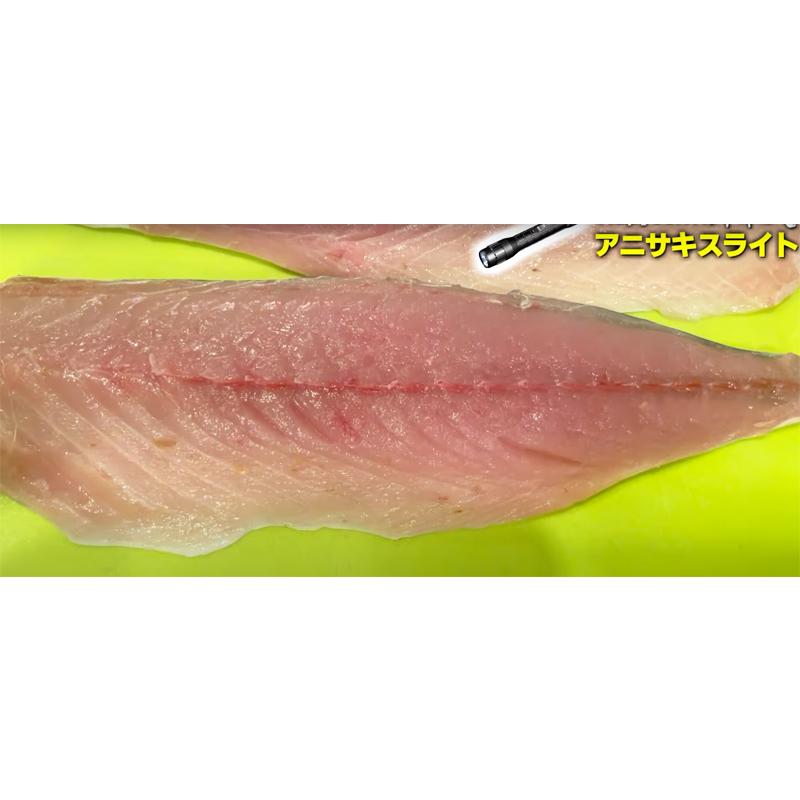 Hapyson ハピソン 津本式 アニサキスライト : いとう釣具店 Hapyson ハピソン 津本式 アニサキスライト : いとう釣具店