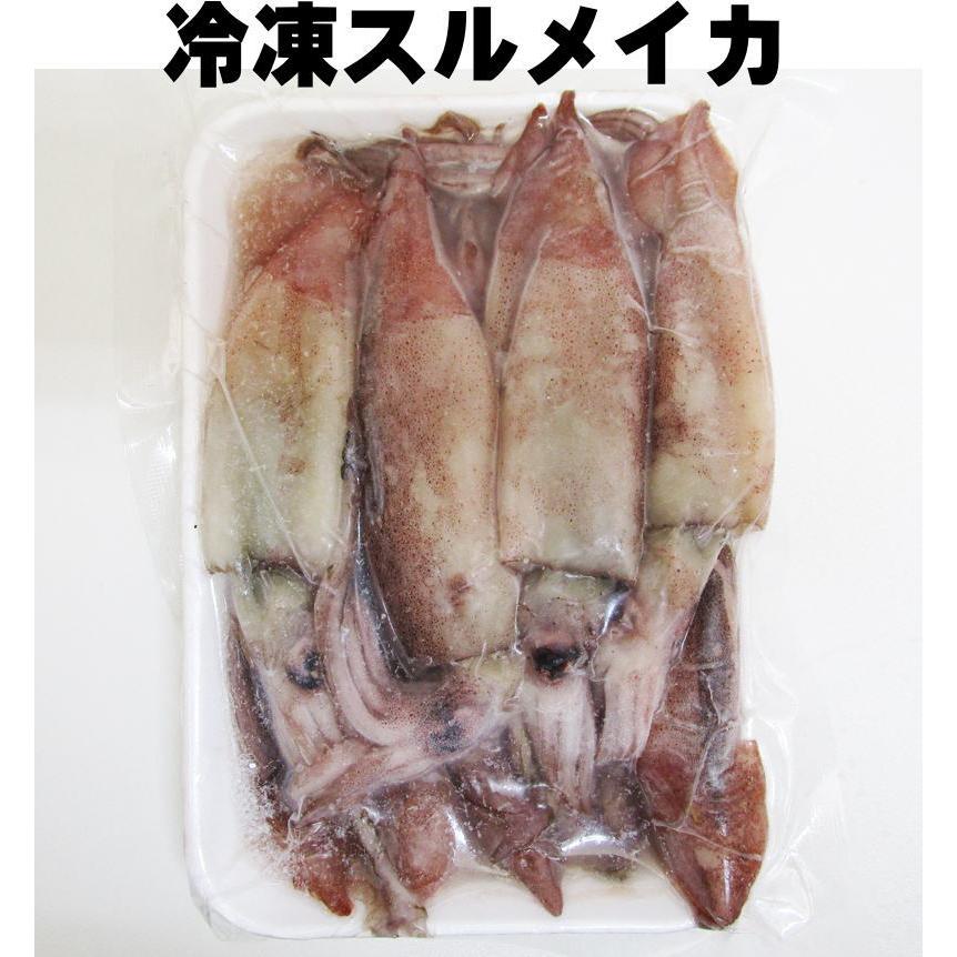 クール便 冷凍 スルメイカ 10匹入 釣り エサ 【寒ブリ】 : いとう釣具