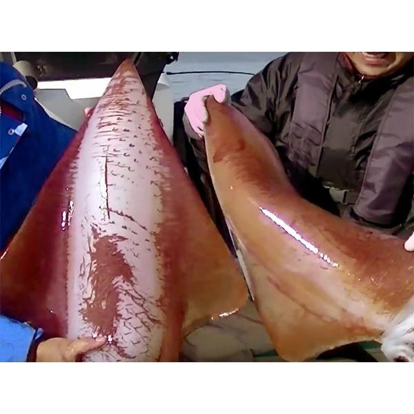 魚矢オリジナル タルイカ ソデイカ 針 全長約34cm いとう釣具店 通販 Yahoo ショッピング