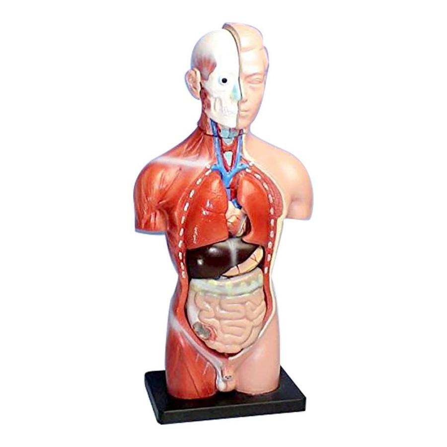 人体模型 男性モデル リアルタイプ 44 新品箱なし 人体解剖図 内臓 標本 パーツ取り外し可能 教材 学校 病院 Jk 4325a いつでも家電専門店 通販 Yahoo ショッピング