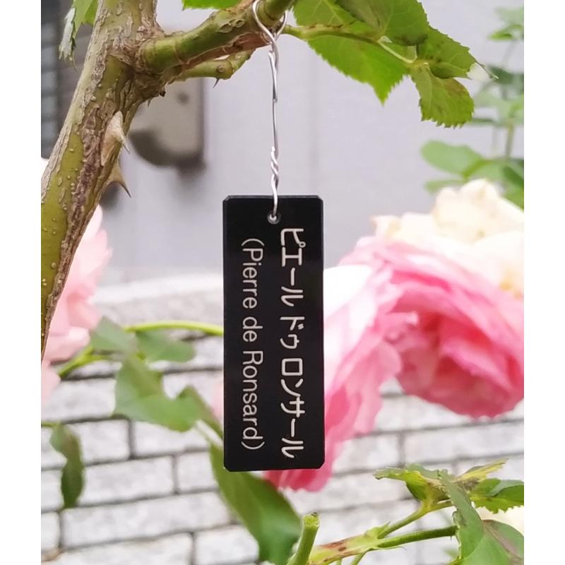 コディサンダーソン　鉢　ネームプレートおまけ コディサンダーソン 鉢 ネームプレートおまけ