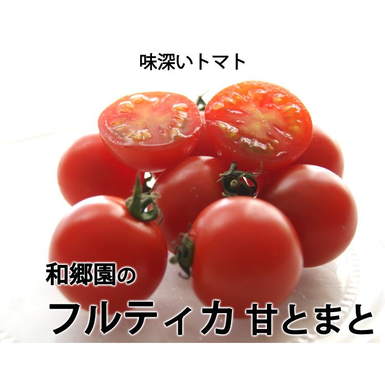 和郷園のフルティカ 甘とまと　3パック　（１パック 約１３０g）　千葉県もしくは福井県産　＊常温便｜ittoumono｜04