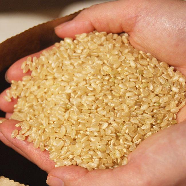 令和５年産 新米 有機栽培米　「コシヒカリ」玄米　約１０kｇ　＊送料込　｜ittoumono