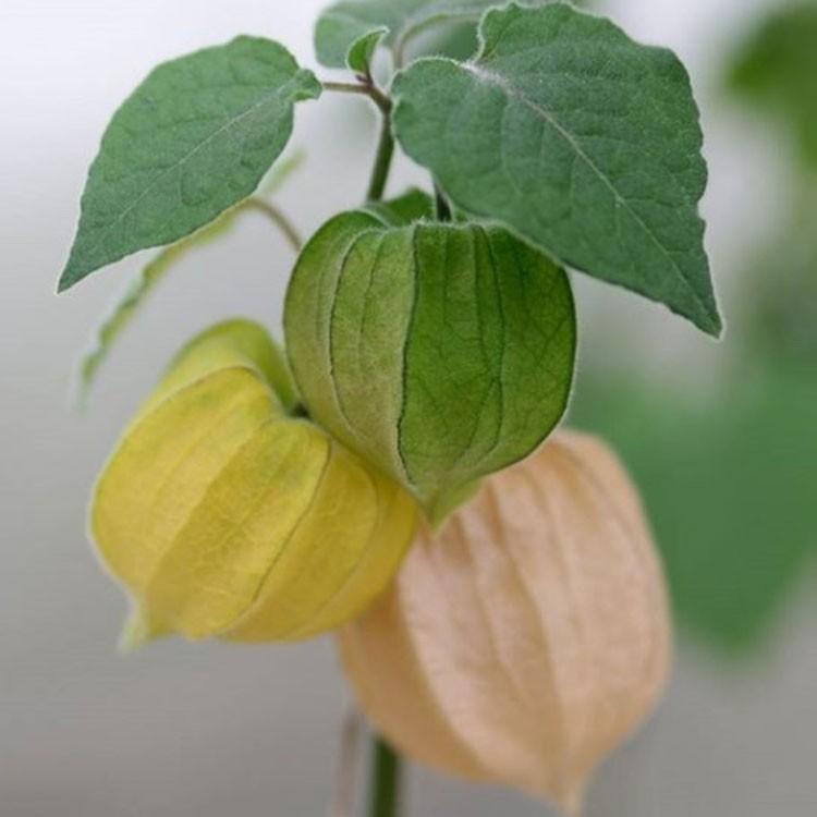 ネクスファームの 食用ほおずき フルーツほおずき 岩手花巻産 約１５０ｇ １パック約50g ３パック 減農薬栽培 送料込 代引き不可 冷蔵便 0160 いっとうもの 通販 Yahoo ショッピング