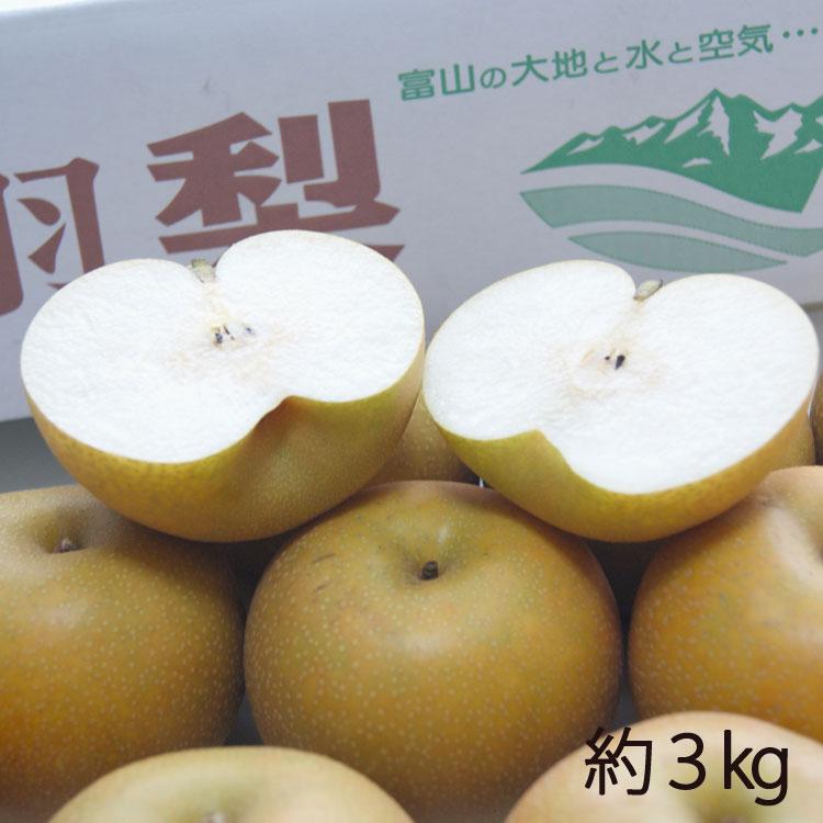 【予約販売】石川梨園の 呉羽梨 富山県産 大玉以上５〜８玉 約３kg 赤秀品 ＊常温便 ＊送料込｜ittoumono