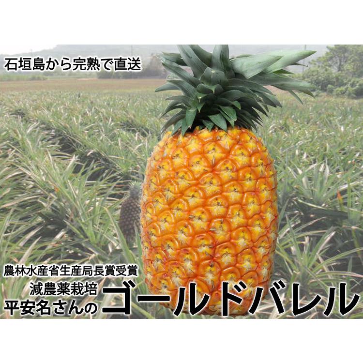 平安名さんのゴールドバレル 減農薬栽培 石垣島産 1玉 1.7〜2.1kg