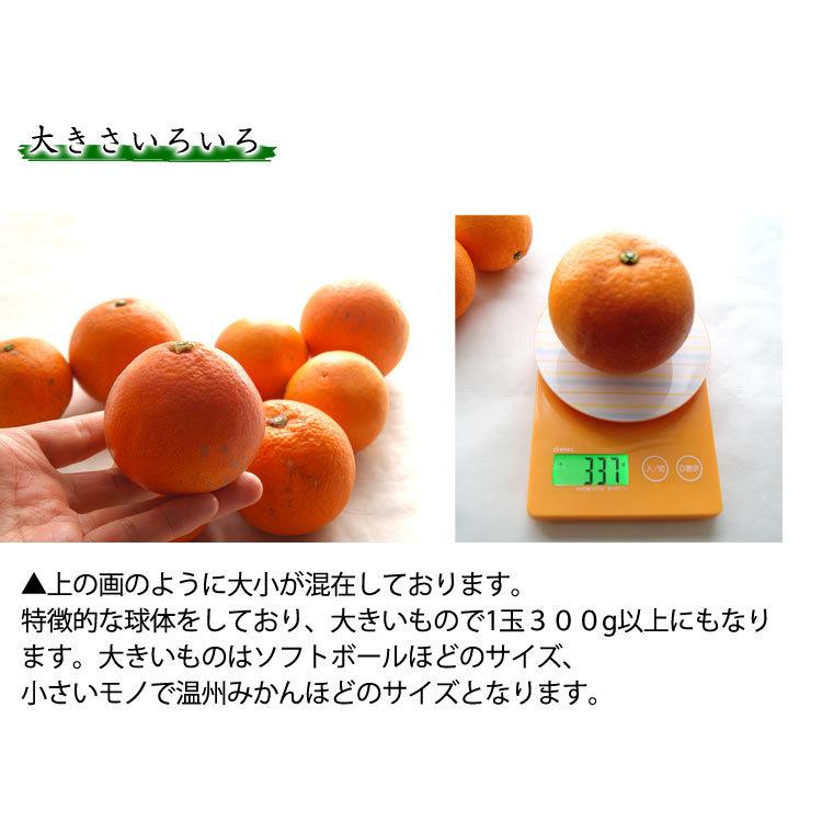 中川農園の 有機 ブラッドオレンジ 有機栽培 愛媛県産 混在約3kg モロ