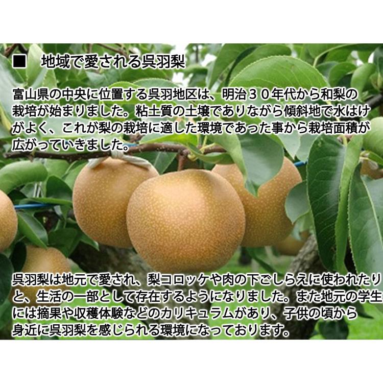 当日発送可］呉羽梨 新高10kg 減農薬有機栽培 規格外276