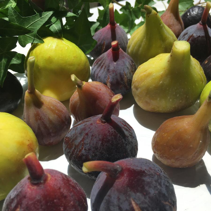 無農薬 無化学肥料栽培 世界のいちじく 外国原産種 1kg 栽培農園直送 送料無料 Fig World 1 有機自然農園アイビィファーム 通販 Yahoo ショッピング