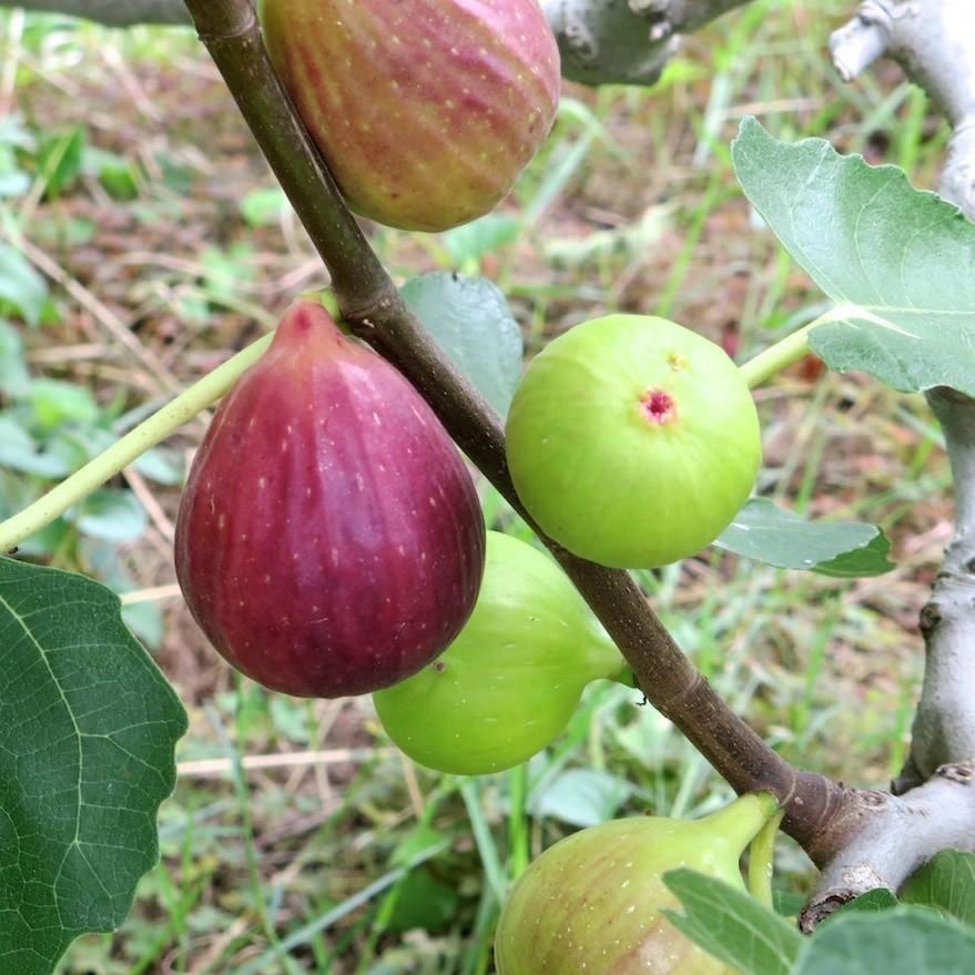 完熟いちじく約1kg 無農薬 有機肥料栽培 極甘 生果実 2パック 8個 12個 送料無料 栽培農園より直送 Fig 有機自然農園アイビィファーム 通販 Yahoo ショッピング