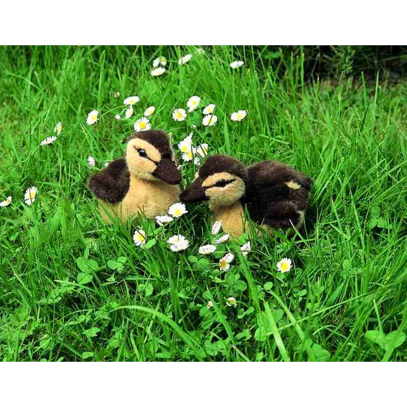 ケーセン ぬいぐるみ kosen あひるの子供 19cm Duckling 鳥 リアル
