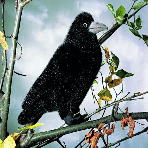 ケーセン ぬいぐるみ Kosen ミヤマガラス イルゼ 29cm Rook Ilse