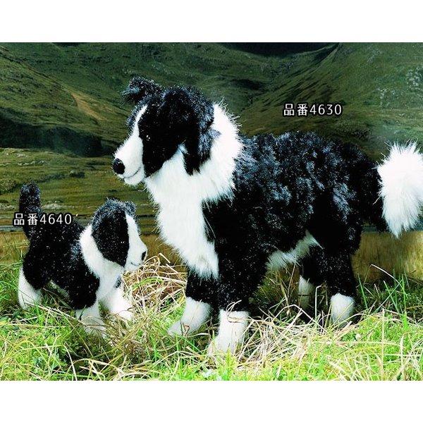 ケーセン ぬいぐるみ Kosen ボーダーコリーの子 20cm Eddy ドイツ製 リアル 動物 犬 いぬ_1