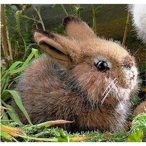 ケーセン ぬいぐるみ kosen 野うさぎの子 18cm “Hoppel” Rabbit リアル 動物 子供 女の子 男の子