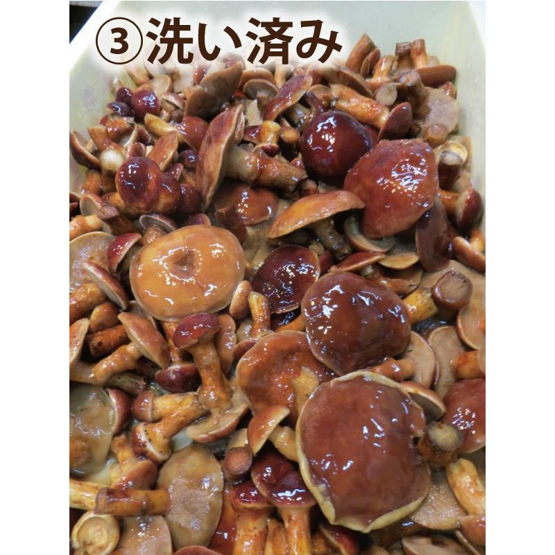 落葉きのこ 北海道産 天然1kg(200g×5袋) 生冷凍 らくようきのこ ハナイグチ　2023年度産 |  | 03