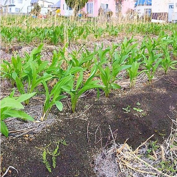 行者ニンニク 葉 北海道産1kg 醤油漬けや餃子に最高 生山菜 ギョウジャニンニク 2026年度産 |  | 02