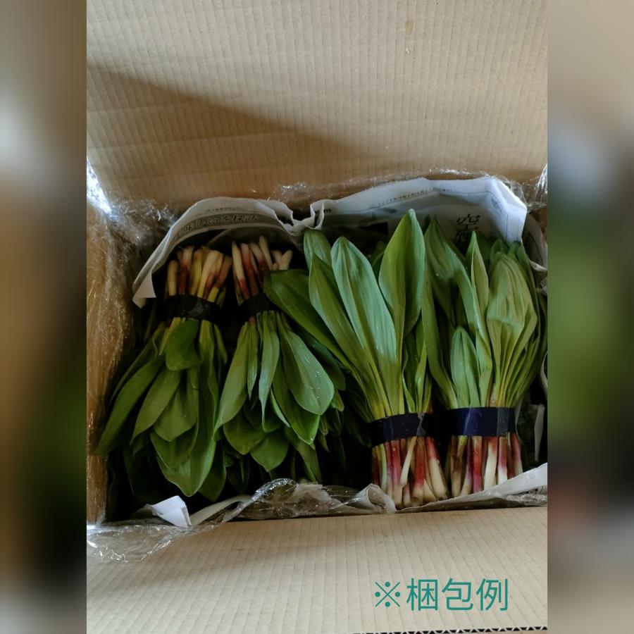 行者ニンニク 葉 北海道産2kg 醤油漬けや餃子に最高 生山菜 行者ニンニク 葉 北海道産2kg 醤油漬けや餃子に最高 生山菜