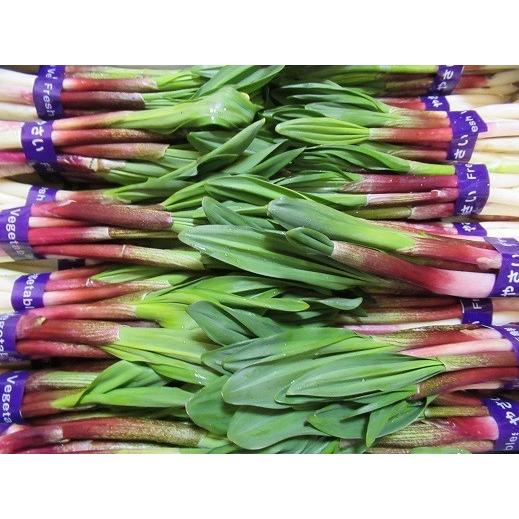 行者にんにく 春芽　北海道産 500ｇ　天ぷら醤油漬け餃子に最高　生山菜　ギョウジャニンニク 2026年度産 |  | 01