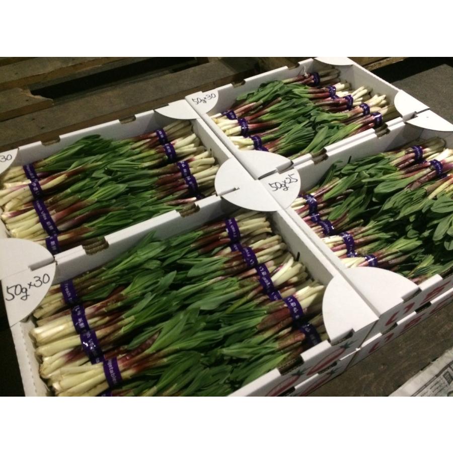 行者にんにく 春芽　北海道産 500ｇ　天ぷら醤油漬け餃子に最高　生山菜　ギョウジャニンニク 2026年度産 |  | 03
