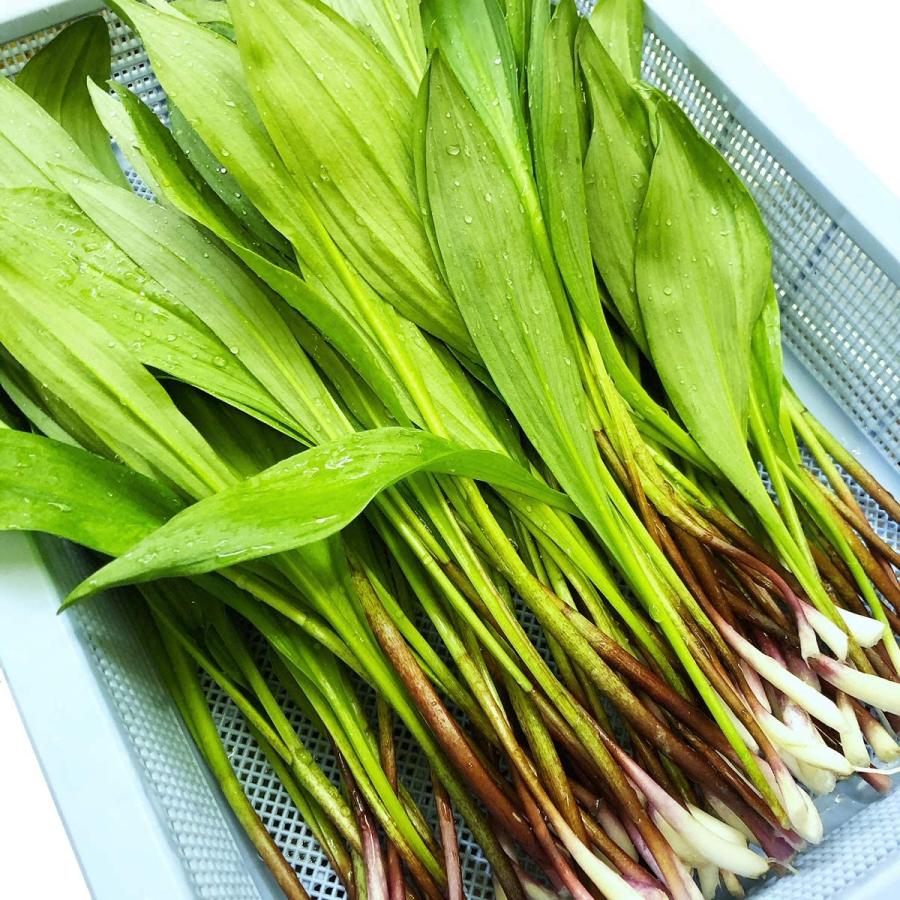 行者にんにくセット 行者にんにく葉(冷凍)500g(250g×2袋) 行者にんにく