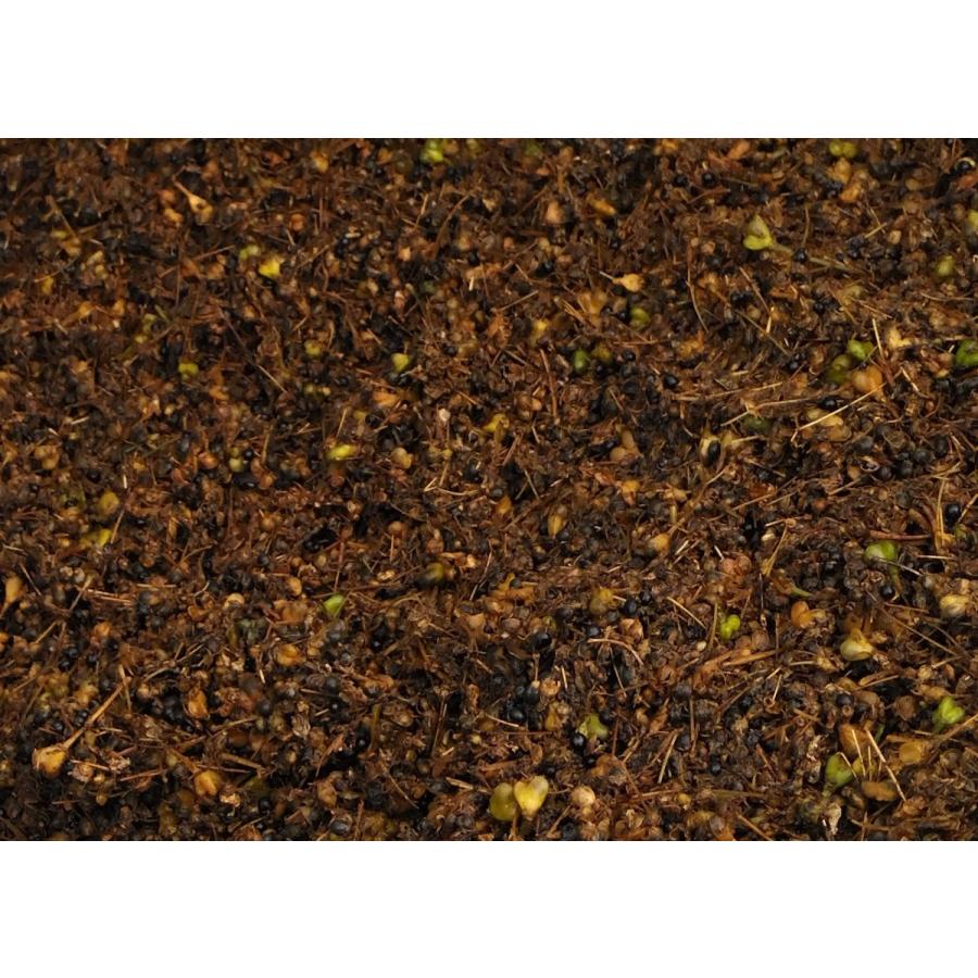行者ニンニクの種子 200g ギョウジャニンニク（行者ニンニク、アイヌネギ）の種