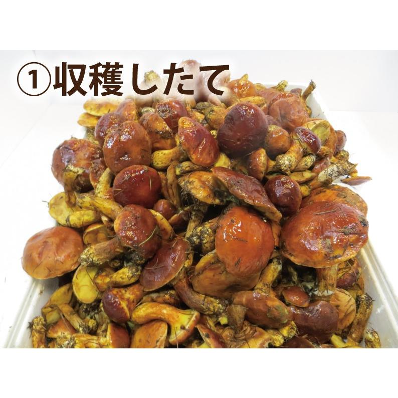 落葉きのこ 生 1kg 北海道産 天然 らくようきのこ ハナイグチ 2023年度産 |  | 01