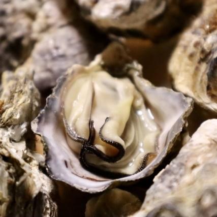 カキ みちのく三陸産 殻牡蠣 10kg 加熱用 産地直送 世界三大漁場 石巻 亜鉛 鉄分 バーベキュー 冷凍で日持ち抜群 焼く 蒸す 煮る かきフライ等 様々なお料理に |  | 15