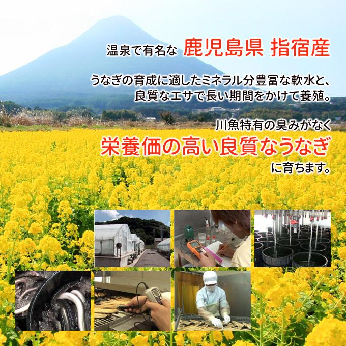 鹿児島産 新 国産 うなぎ蒲焼き 約170g×5尾 送料無料 お取り寄せグルメ 海鮮 プレゼント グルメ ギフト｜iwamatsu-salmon｜04