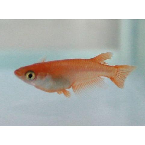 めだか楊貴妃メダカの稚魚 ２０匹 0306 石見のめだか 通販 Yahoo ショッピング