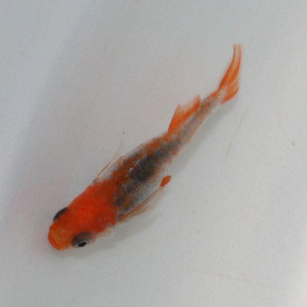 旧家蔵出扇子清国1644-1728年 名家 楊晉 字子鶴 扇面絵古美術 水墨画