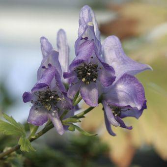 雲南トリカブト Aconitum001 岩崎園芸ネットストア Yahoo店 通販 Yahoo ショッピング