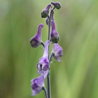 トリカブト の 花 苗 の商品一覧 花 ガーデニング 通販 Yahoo ショッピング