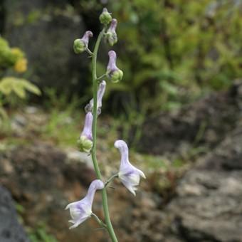 トリカブト の 花 苗 の商品一覧 花 ガーデニング 通販 Yahoo ショッピング