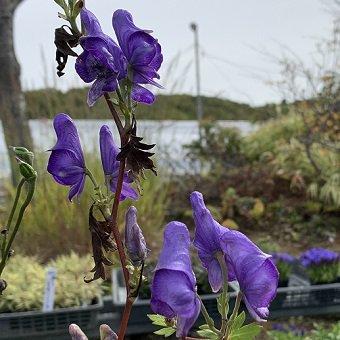 ミヤマトリカブト : 岩崎園芸ネットストア Yahoo店 - 通販 - Yahoo