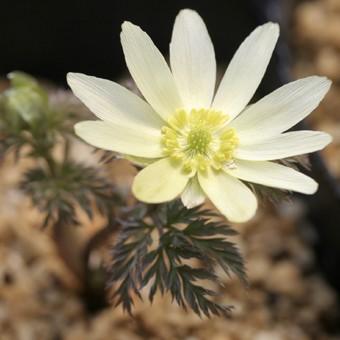 福寿草 白寿 Adonis009 岩崎園芸ネットストア Yahoo店 通販 Yahoo ショッピング