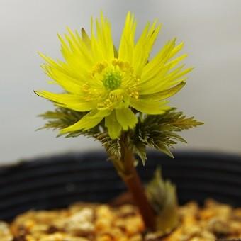 福寿草 「金采」 : 岩崎園芸ネットストア Yahoo店 - 通販 - Yahoo