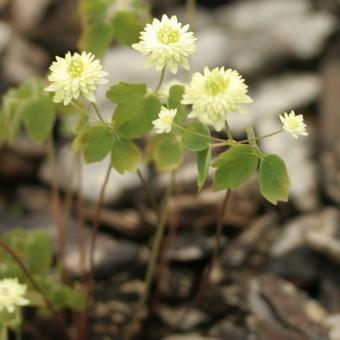 緑花八重咲きバイカカラマツ Anemonella002 岩崎園芸ネットストア Yahoo店 通販 Yahoo ショッピング