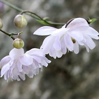 八重咲きレンゲショウマ : 岩崎園芸ネットストア Yahoo店 - 通販
