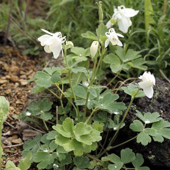 白花深山オダマキ : 岩崎園芸ネットストア Yahoo店 - 通販 - Yahoo