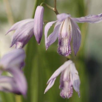 ブルーシラン : 岩崎園芸ネットストア Yahoo店 - 通販 - Yahoo