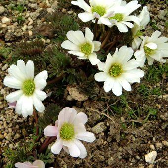 山野草　カリアンテマム　ケルネリアヌム　濃赤15A カリアンテマム・ケルネリアヌム : 岩崎園芸ネットストア Yahoo店