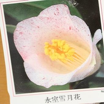 ツバキ「氷室雪月花」3〜3.5寸苗 : 岩崎園芸ネットストア Yahoo店