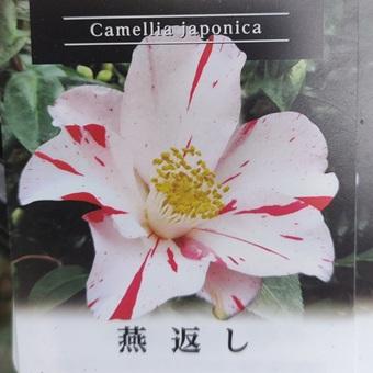 ツバキ「燕返し」3〜3.5寸苗 : 岩崎園芸ネットストア Yahoo店 - 通販 - Yahoo!ショッピング