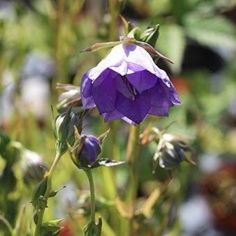 カンパヌラ ラ・ベル : 岩崎園芸ネットストア Yahoo店 - 通販 - Yahoo