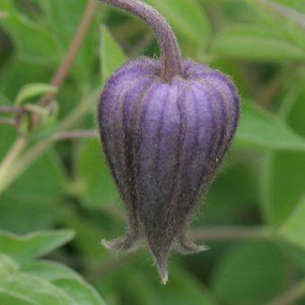 黒花ハンショウヅル チシマハンショウヅル Clematis001 岩崎園芸ネットストア Yahoo店 通販 Yahoo ショッピング