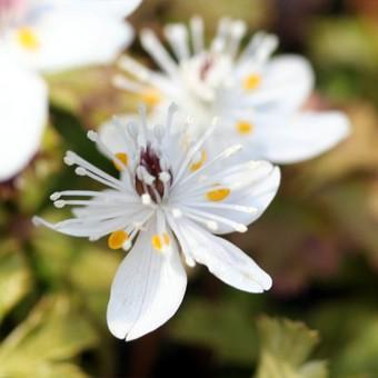 バイカオウレン : 岩崎園芸ネットストア Yahoo店 - 通販 - Yahoo