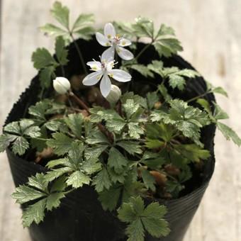 バイカオウレン : 岩崎園芸ネットストア Yahoo店 - 通販 - Yahoo