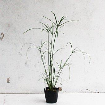 姫シペラス : 岩崎園芸ネットストア Yahoo店 - 通販 - Yahoo!ショッピング